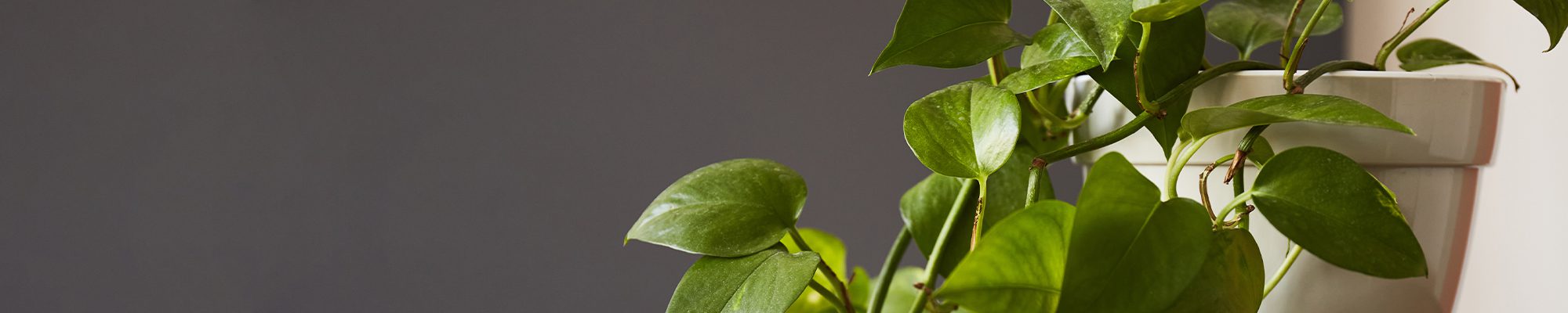 Green Spaces Plants